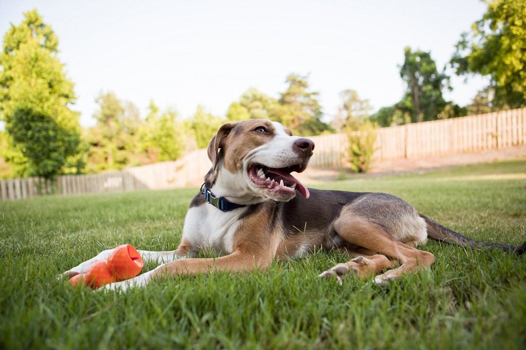 Dog shop fence company